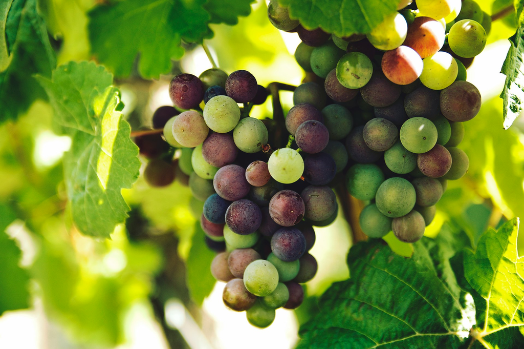 unsplash_fLNStYwV01Y_tenerife wine.jpg.jpg.webp