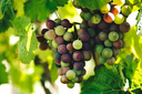 unsplash_fLNStYwV01Y_tenerife wine.jpg.jpg.webp